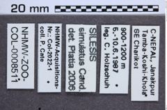 Etikette zu Silesis simulatus (Candèze, 1863) (NHMW-ZOO-COL-0008511)